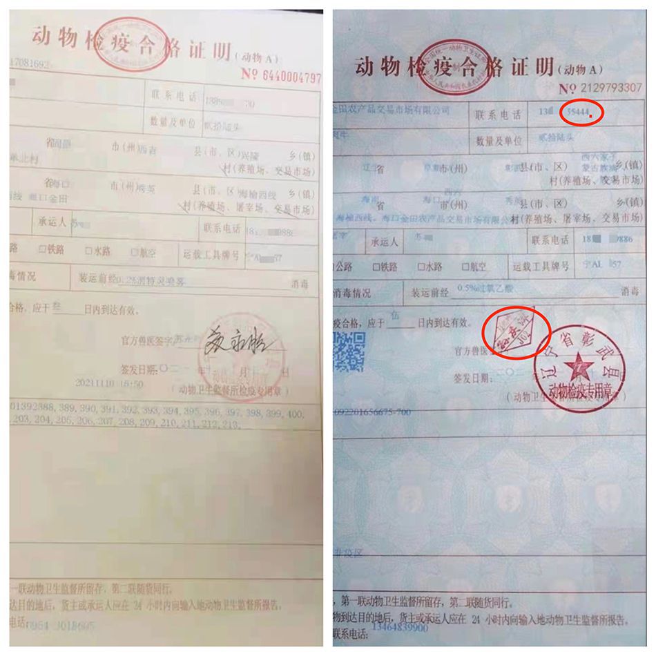 2021年11月10日，苏添艺同时出现在宁夏西吉县和辽宁彰武的动物检疫A证中，他证实彰武的A证是隔空虚开的。 本文图片均由澎湃新闻记者 谢寅宗 摄