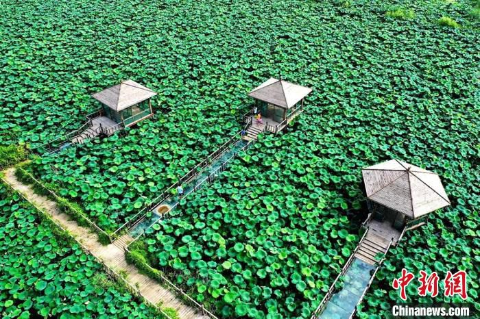 夏日的湖西农场数千亩荷塘。　张建设 摄