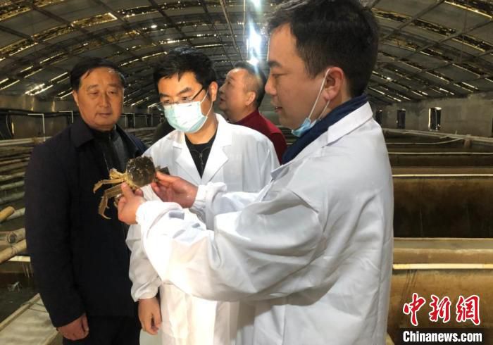 宣富君博士在金洋水产原场工厂化养殖房察看种蟹培育。　于从文 摄