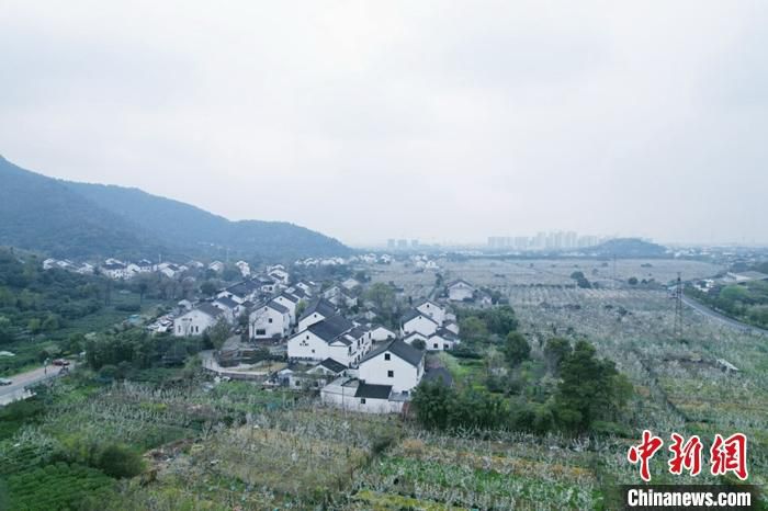 梨花盛开的树山村笼罩在江南的朦胧烟雨中。受访者供图