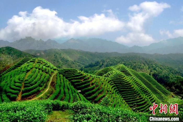高海拔上的六段瑶寨茶山。　六段瑶寨供图