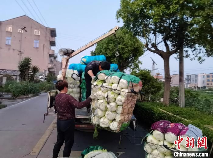 浙江温岭农户装运蔬菜驰援上海 郑灵芝 摄