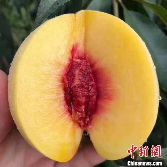 炎陵黄桃个大、形正、色艳、肉脆、味甜，深受消费者喜爱。　炎陵县委宣传部供图