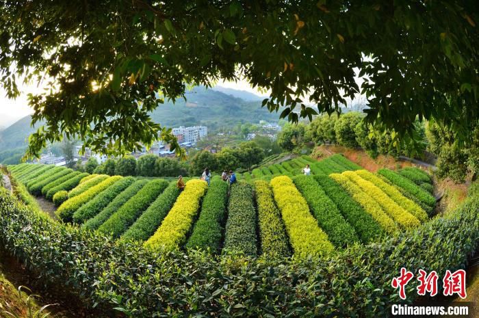 资料图：位于福安市社口镇的省茶叶研究所内的五彩茶园。　陈立珍 摄