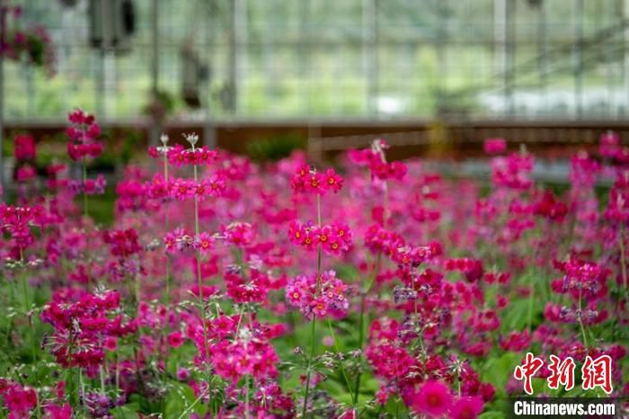康巴高原植物园温室大棚里盛开的报春花。　刘忠俊 摄