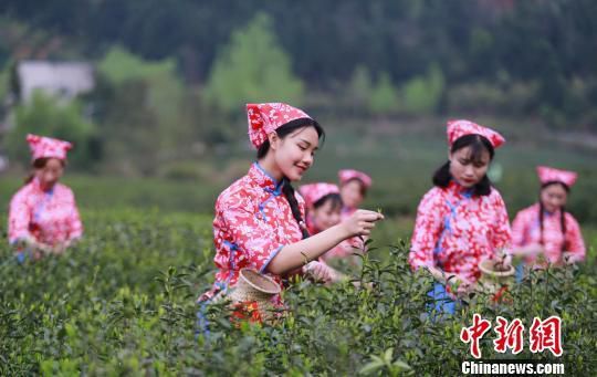 图为航拍江西修水“宁红”茶园，几名少女在茶园摘茶。(资料图) 黄喆 摄