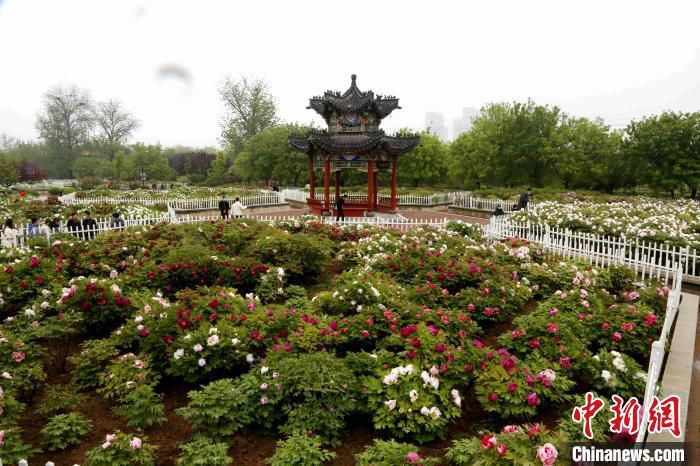山东菏泽被中国花卉协会命名为“中国牡丹之都”。(资料图) 沙见龙 摄