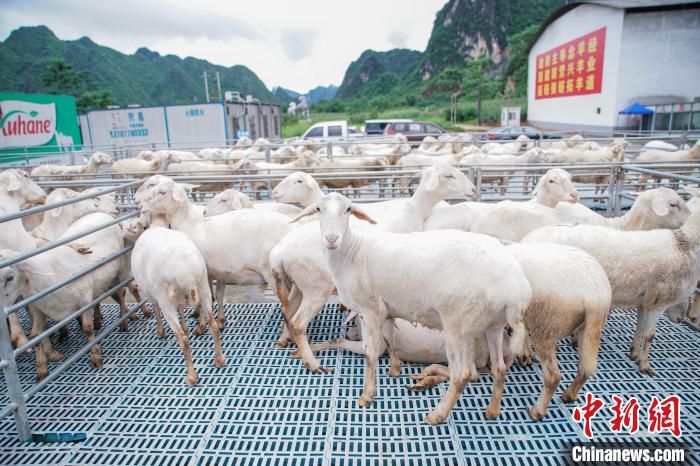 图为都安澳寒羊繁育基地。　陈冠言 摄