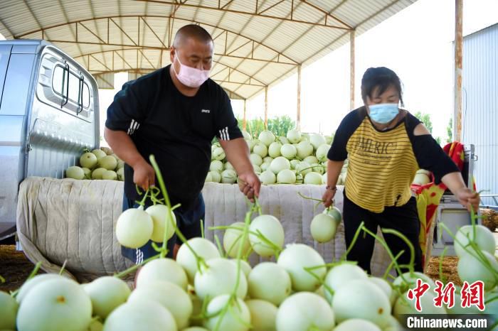 图为安次区杨税务镇“金都蜜瓜”种植基地，瓜农将蜜瓜运到密瓜交易中心。　郑晨子 摄