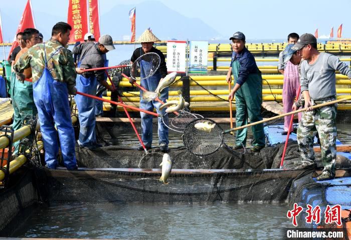 资料图：渔排上的工作人员正在打捞大黄鱼。　王东明 摄