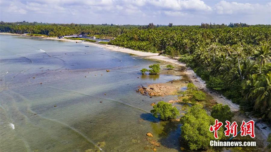 海南省琼海市龙湾海滨红树林。中新社发 蒙钟德 摄