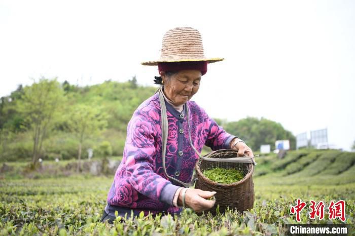 有劳动能力的老人也能在茶园找到务工岗位。　杨华峰 摄