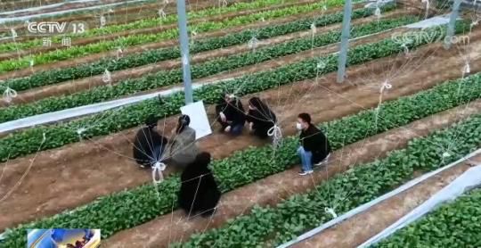 河北多地抓防控促生产 保障京津冀“菜篮子”供应