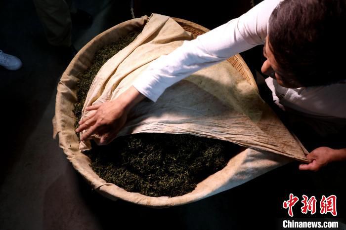 沈云鹤小心翼翼用棉布包裹茶青 吴建勋 摄