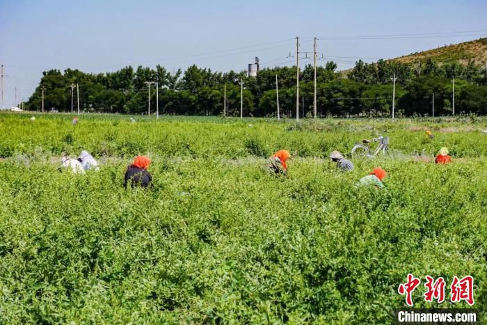 村民们正在采摘金银花。　韩婷婷 摄