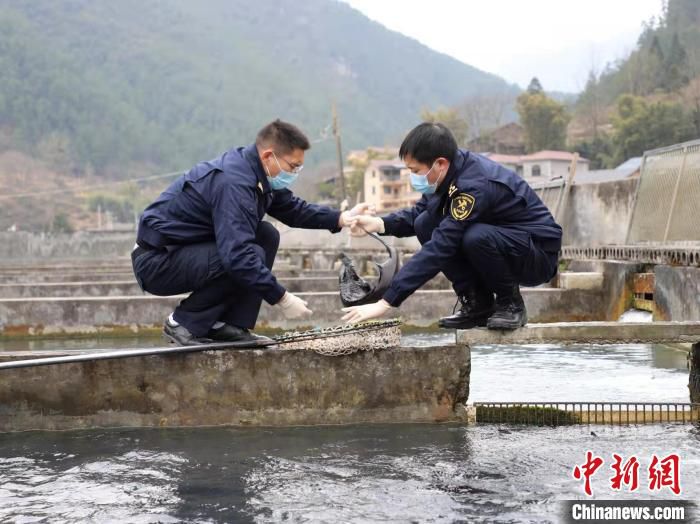 图为关员在出境水生动物养殖基地抽样。　重庆海关供图
