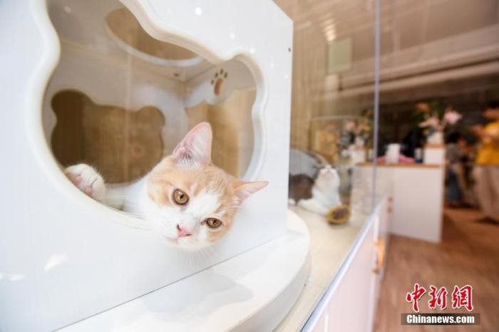资料图：宠物“酒店”内，正“度假”的猫咪们享受着各式服务。 俞靖 摄