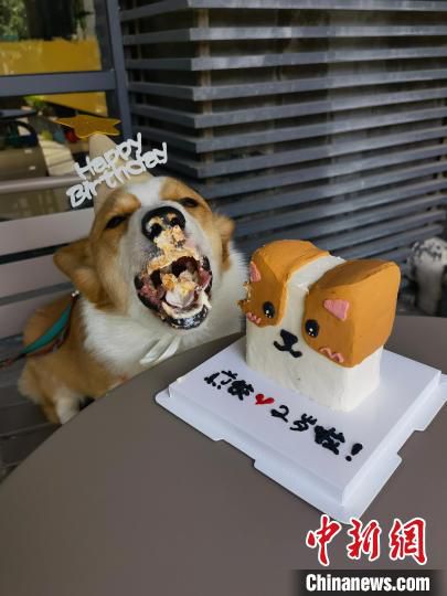 一宠物狗吃蛋糕庆祝2岁生日。　受访者 供图