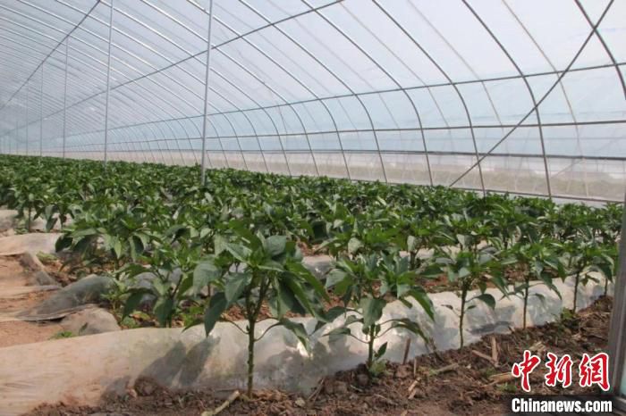 示范带内现已新建成设施塑料大棚145个600余亩，露地蔬菜种植面积900亩，片区面积达1500余亩。　长子县融媒体中心提供