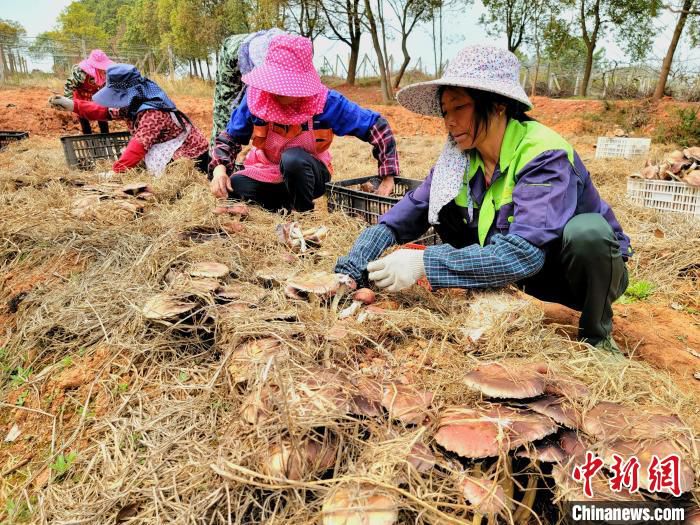 南昌市安义县乔乐乡金果小镇的农户正在采收大球盖菇。　记者 华山 摄
