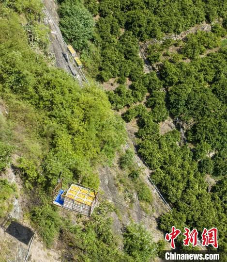 泄滩乡坊家山村村民用空中索道和单轨运输机转运夏橙。　郑家裕 摄