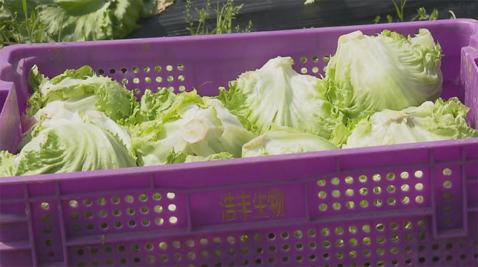 金山廊下的生菜