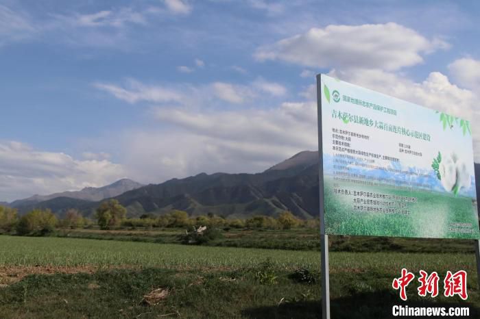 吉木萨尔县新地乡大蒜百亩连片核心示范区。　苟继鹏 摄