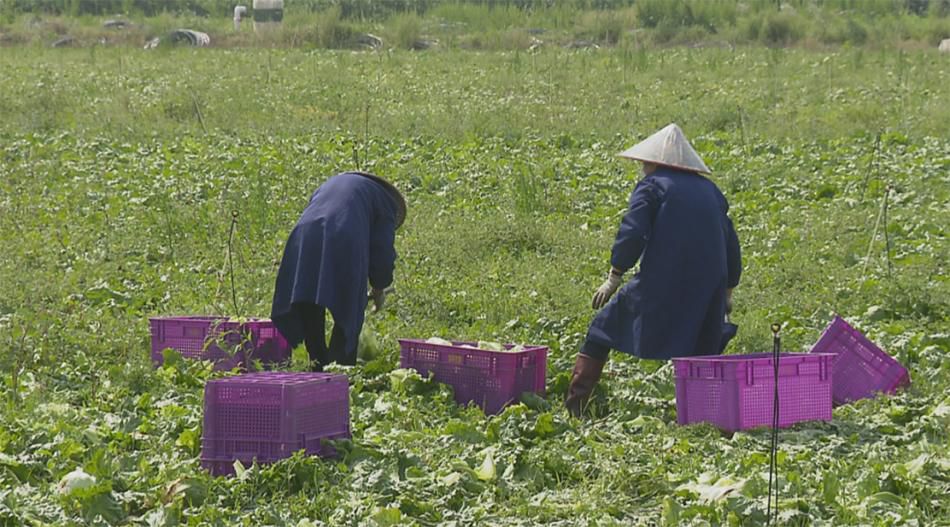 上海金山廊下的蔬菜基地 本文图片均由金山区提供