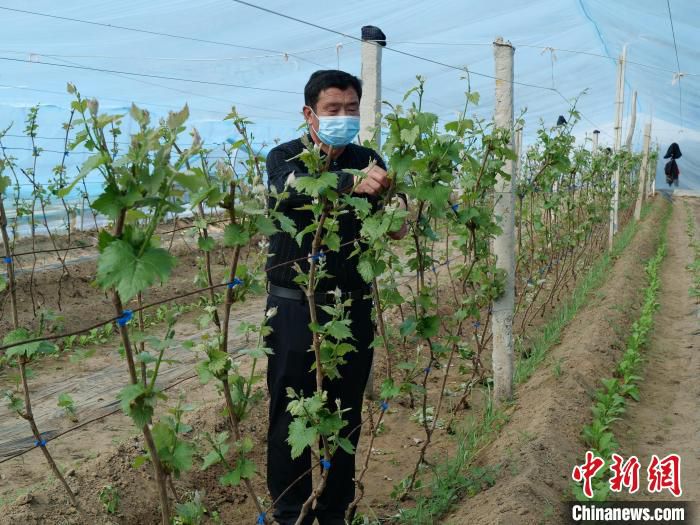 图为高玉华在春棚里侍弄葡萄。　胡建华 摄