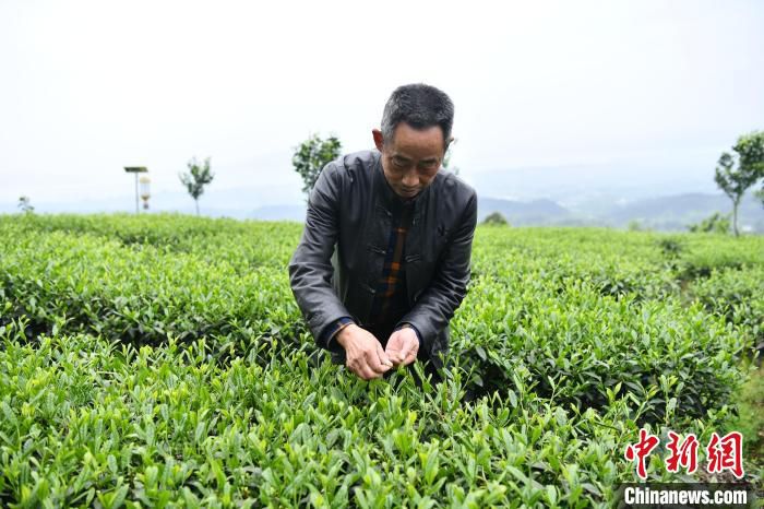 洪雅茶农采茶忙。　张浪 摄