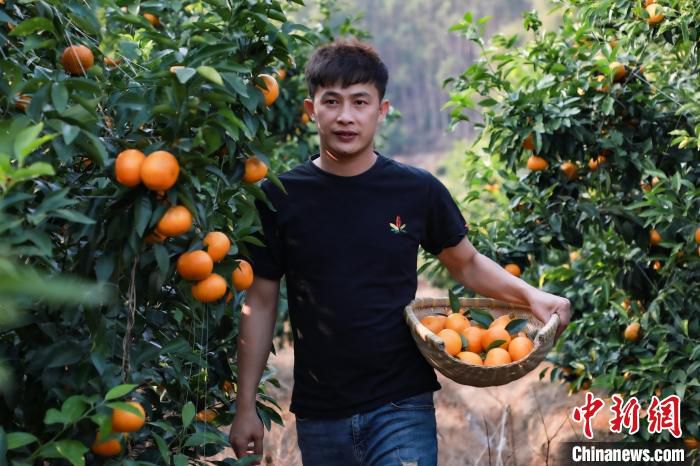 图为回乡创业青年张绍海在果园采摘沃柑。　王伟臣　摄