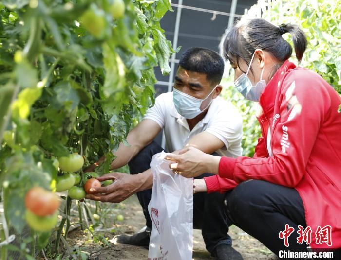 图为固安县卡尔叔叔幸福农场，工作人员正为订单客户采摘西红柿。　门丛硕 摄