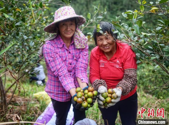 农户喜获油茶果丰收 广东省林业局 供图 农户喜获油茶果丰收 广东省林业局 供图