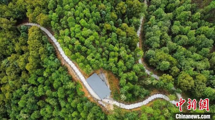 广东九连山林场山清水秀 陈楚红 摄