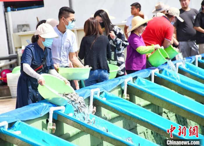 鱼苗被放流进入大亚湾海域 周礼雄 摄