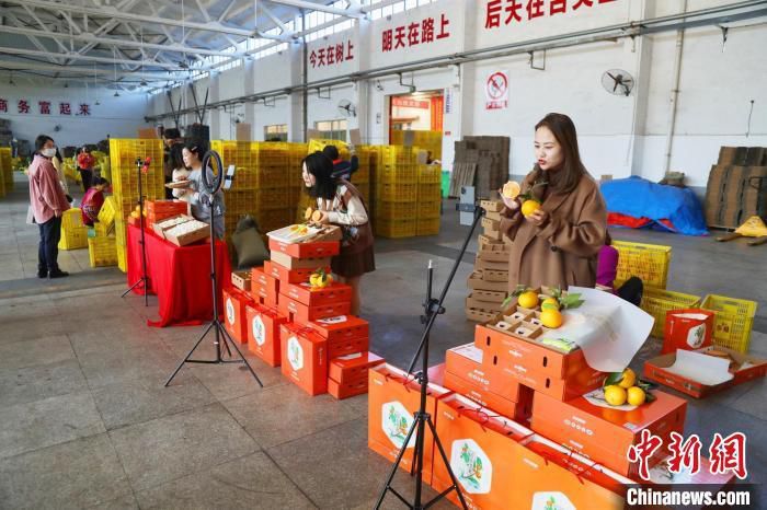 资料图：主播们正在向网友推荐脐橙。　聂爽 摄