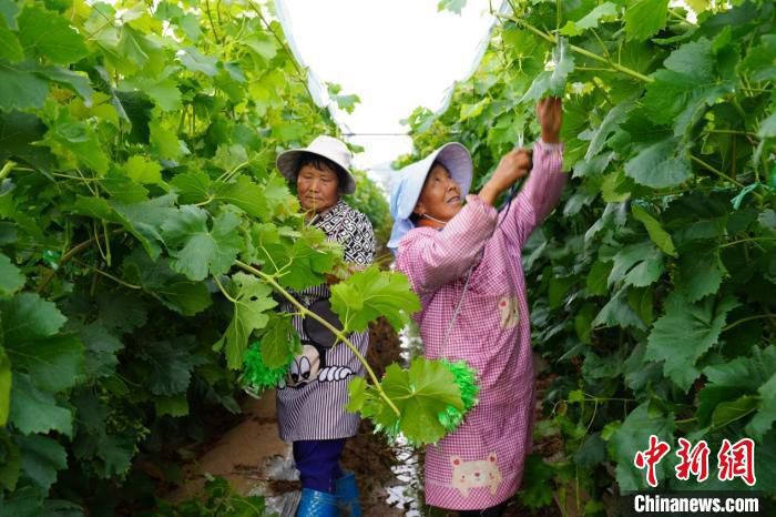 图为村民正在为葡萄剪枝。　牟定县融媒体中心供图