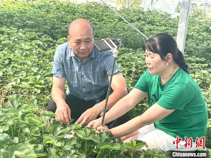 赵建明(左)在草莓园中帮助莓农。　夏云提供