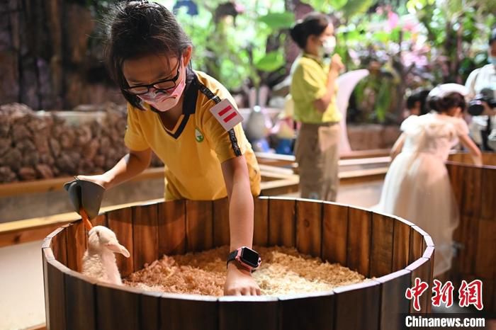 6月30日，广东广州，游客在正佳雨林生态植物园投喂兔子。 中新社记者 陈楚红 摄
