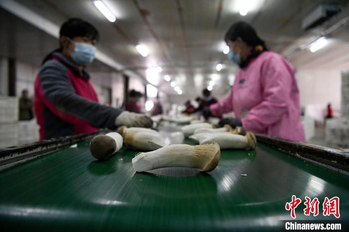 在平泉市平泉镇一家食用菌企业包装车间，工人将采收的杏鲍菇进行分级包装。　王立群 摄