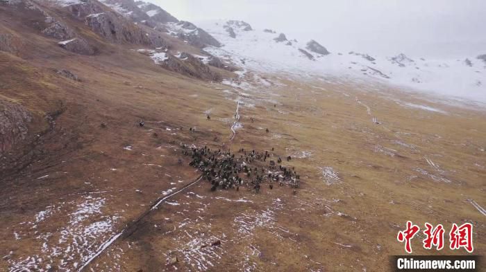 山谷、草场、河道旁，有条不紊行进地转场牲畜在雪山间形成一幅震撼而绝美的迁徙画卷。　马江敏？　摄