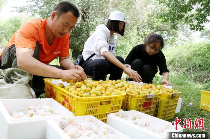 图为果农将采摘的李广杏打包。(资料图) 彭贞 摄