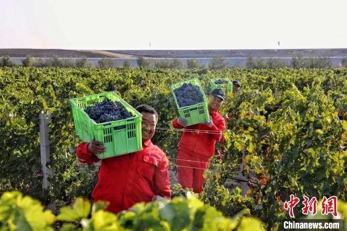 贺兰山脚下的酿酒葡萄丰收季节(资料图)。　受访者供图