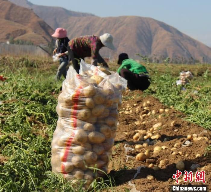 甘洛村民种植的马铃薯。　奉化新闻办供图