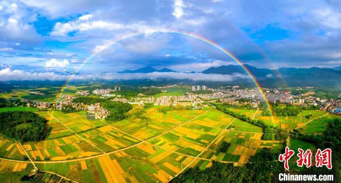 广州市增城区朱村丝苗米种植基地 广州市增城区委宣传部 供图