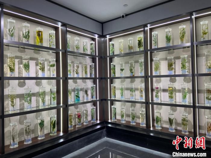 维康药业的中药陈列展示馆。　林波 摄