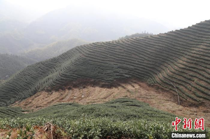 高山茶园安装的轨道运输机轨道。　广西农机中心供图