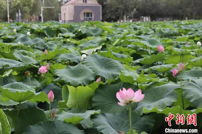 十六团荷花主题公园是新疆荷花种植面积最大的休闲娱乐、度假场所。　张少同 摄