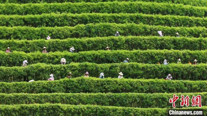 茶农正在采摘茶叶 广东省林业局 供图 茶农正在采摘茶叶 广东省林业局 供图