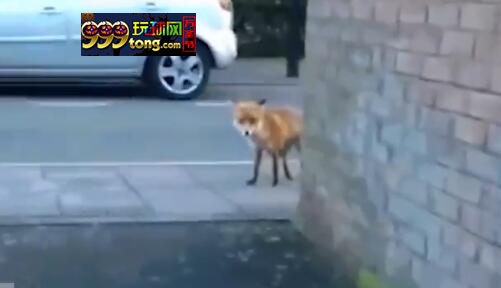 热刺新球场闯入大量狐狸，至少20只被捕杀